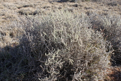 Sclerolaena birchii