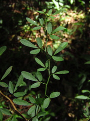 Pedleya acanthoclada