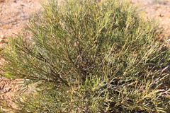 Senna artemisioides artemisioides