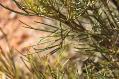 Senna artemisioides artemisioides