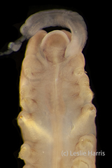 Phyllochaetopterus prolifica