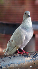 Columba livia domestica