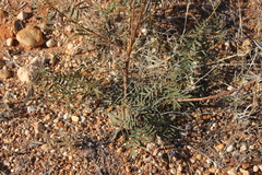 Senna barclayana