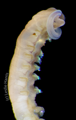 Phyllochaetopterus prolifica