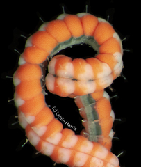 Phyllochaetopterus prolifica