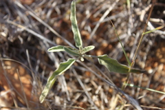 Solanum esuriale