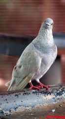 Columba livia domestica