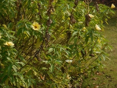 Turnera subulata