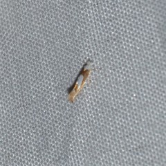 Phyllonorycter fitchella