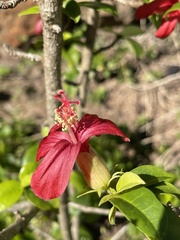 Hibiscus clayi