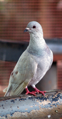 Columba livia domestica
