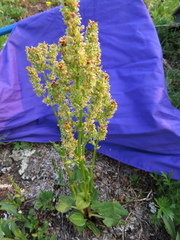 Rumex lapponicus