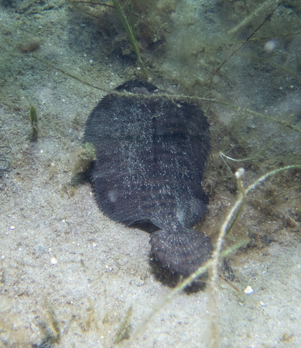 Naked sole (Gymnachirus melas) — Achiridae — 4