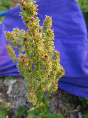 Rumex lapponicus