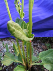 Rumex lapponicus