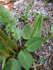 Rumex lapponicus