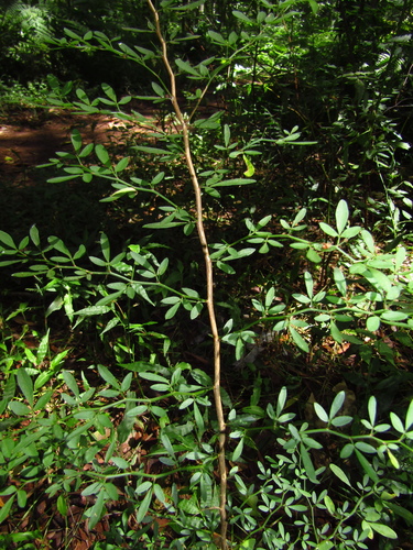 Pedleya acanthoclada, photograph 1