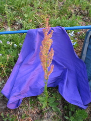 Rumex lapponicus