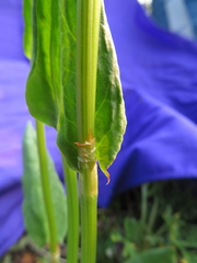 Rumex lapponicus
