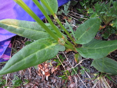 Rumex lapponicus