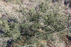 Archidendropsis basaltica