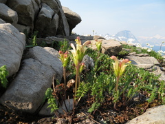 Pedicularis capitata