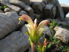 Pedicularis capitata