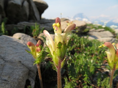 Pedicularis capitata