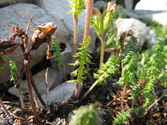 Pedicularis capitata