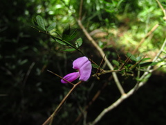 Pedleya acanthoclada