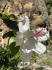 Hibiscus waimeae
