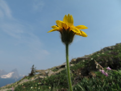 Arnica angustifolia