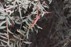 Acacia excelsa