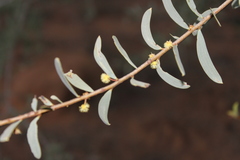Acacia excelsa