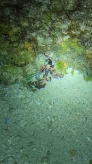 Pterois radiata