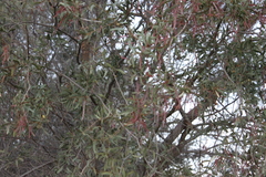 Acacia excelsa