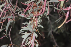 Acacia excelsa