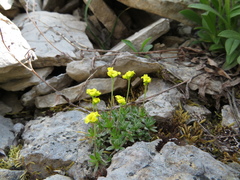 Draba incerta