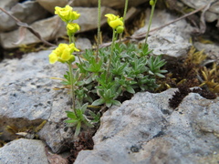 Draba incerta