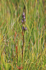 Gentianella amarella acuta
