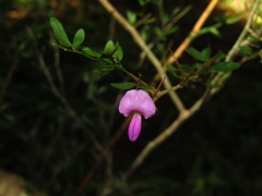 Pedleya acanthoclada