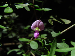 Pedleya acanthoclada