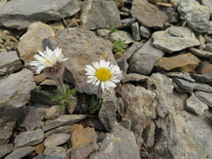 Erigeron lanatus