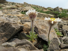 Erigeron lanatus