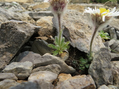 Erigeron lanatus