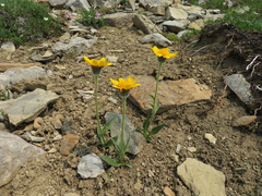 Arnica angustifolia