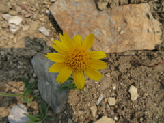 Arnica angustifolia
