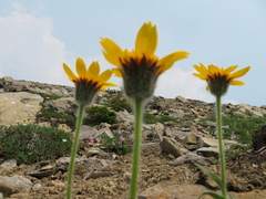 Arnica angustifolia
