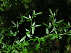 Pedleya acanthoclada