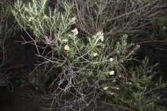 Cassinia laevis